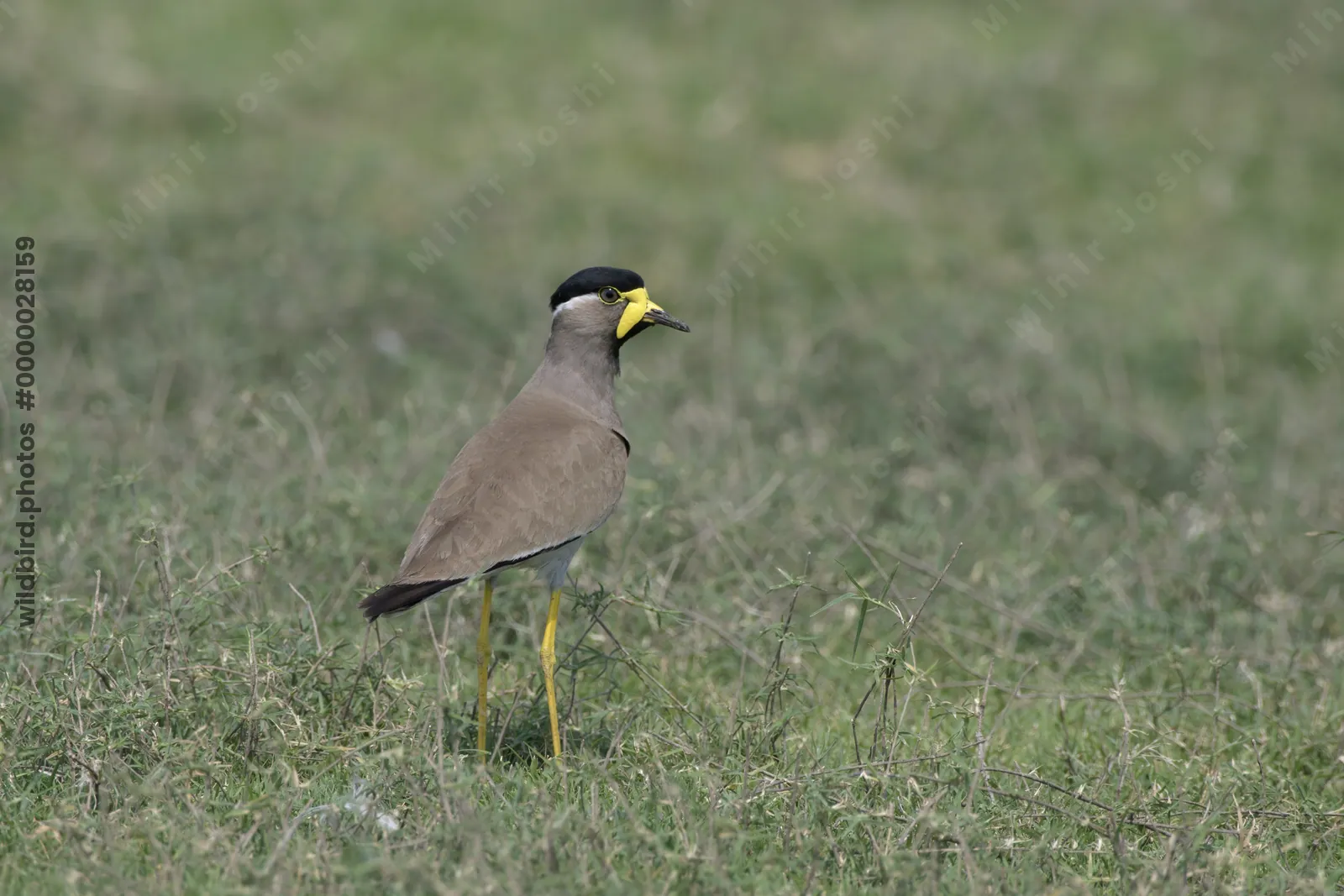 Yellow-wattled Lapwing at Bhigwan in Maharashtra, India