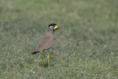 Yellow-wattled Lapwing at Bhigwan in Maharashtra, India