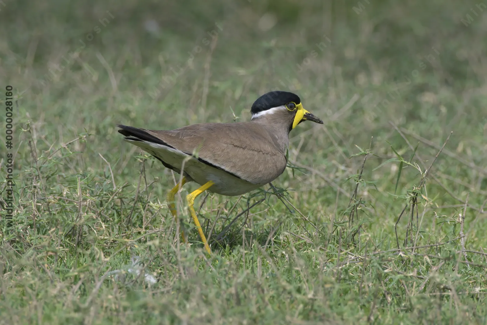 Yellow-wattled Lapwing at Bhigwan in Maharashtra, India