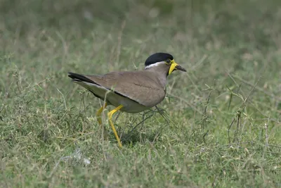 Yellow-wattled Lapwing at Bhigwan in Maharashtra, India