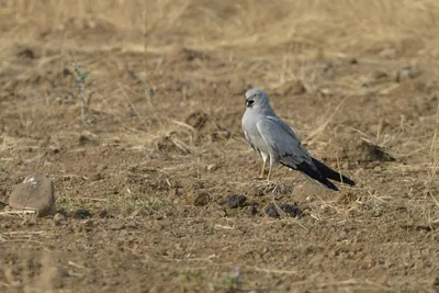 Montagu's harrier standing on dry farmland at Bhigwan in Maharashtra, India