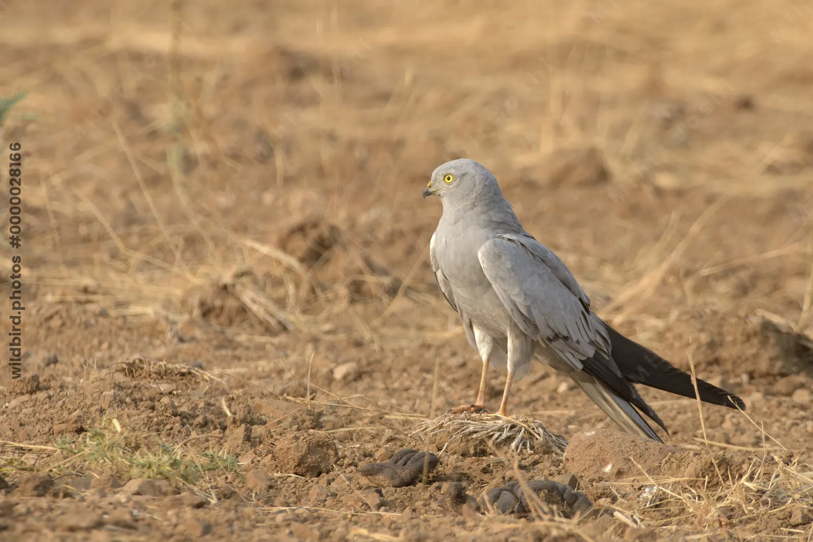 Montagu's harrier standing on dry farmland at Bhigwan in Maharashtra, India