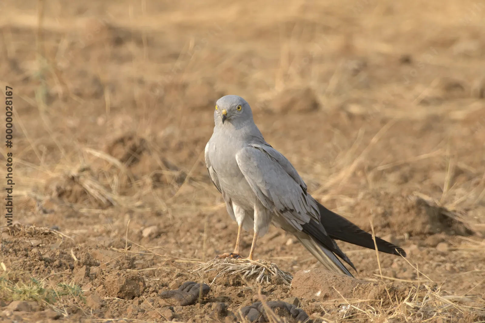 Montagu's harrier standing on dry farmland at Bhigwan in Maharashtra, India