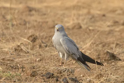 Montagu's harrier standing on dry farmland at Bhigwan in Maharashtra, India