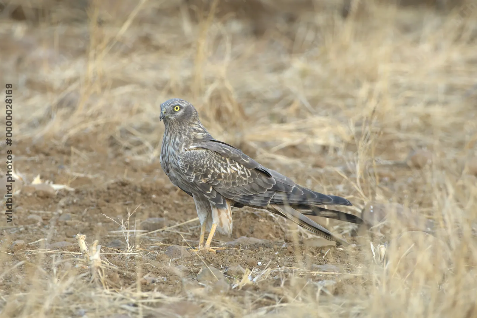 Female Montagu's harrier standing on dry grassland - Bhigwan, Maharashtra, India