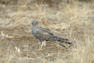 Female Montagu's harrier standing on dry grassland - Bhigwan, Maharashtra, India