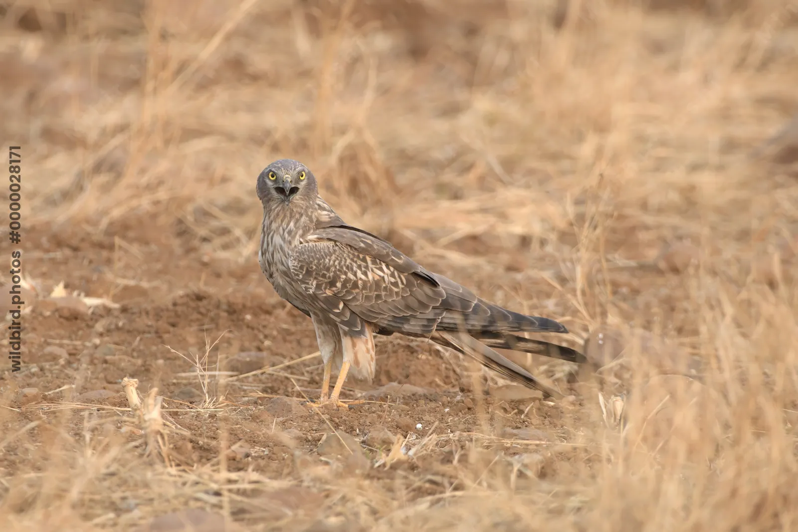 Female Montagu's harrier standing on dry grassland - Bhigwan, Maharashtra, India