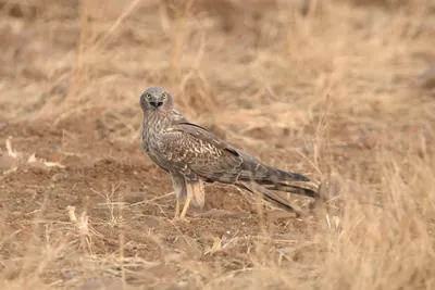 Female Montagu's harrier standing on dry grassland - Bhigwan, Maharashtra, India