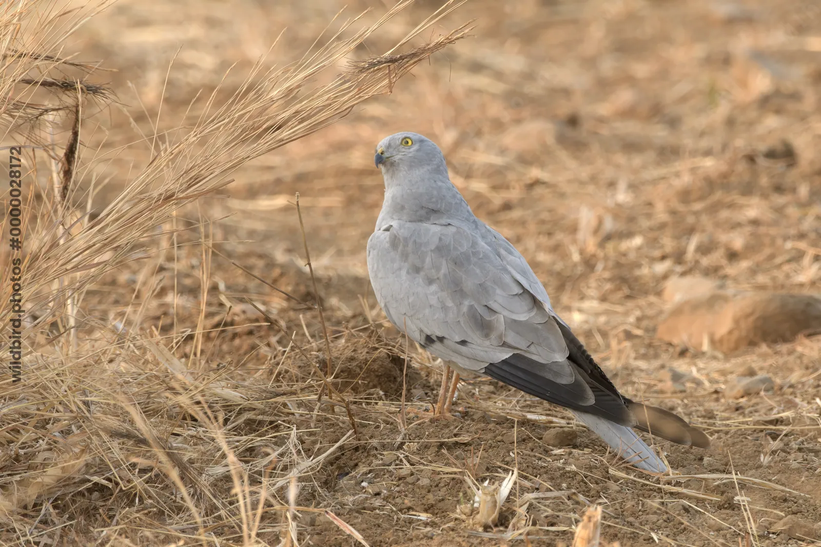 Montagu's harrier standing on dry farmland at Bhigwan in Maharashtra, India