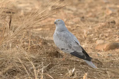 Montagu's harrier standing on dry farmland at Bhigwan in Maharashtra, India