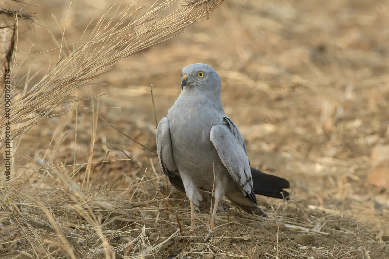 Montagu's harrier standing on dry farmland at Bhigwan in Maharashtra, India