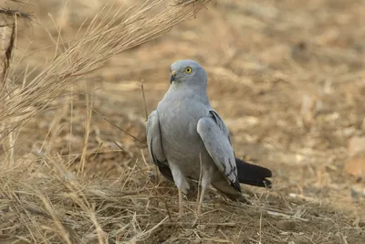 Montagu's harrier standing on dry farmland at Bhigwan in Maharashtra, India