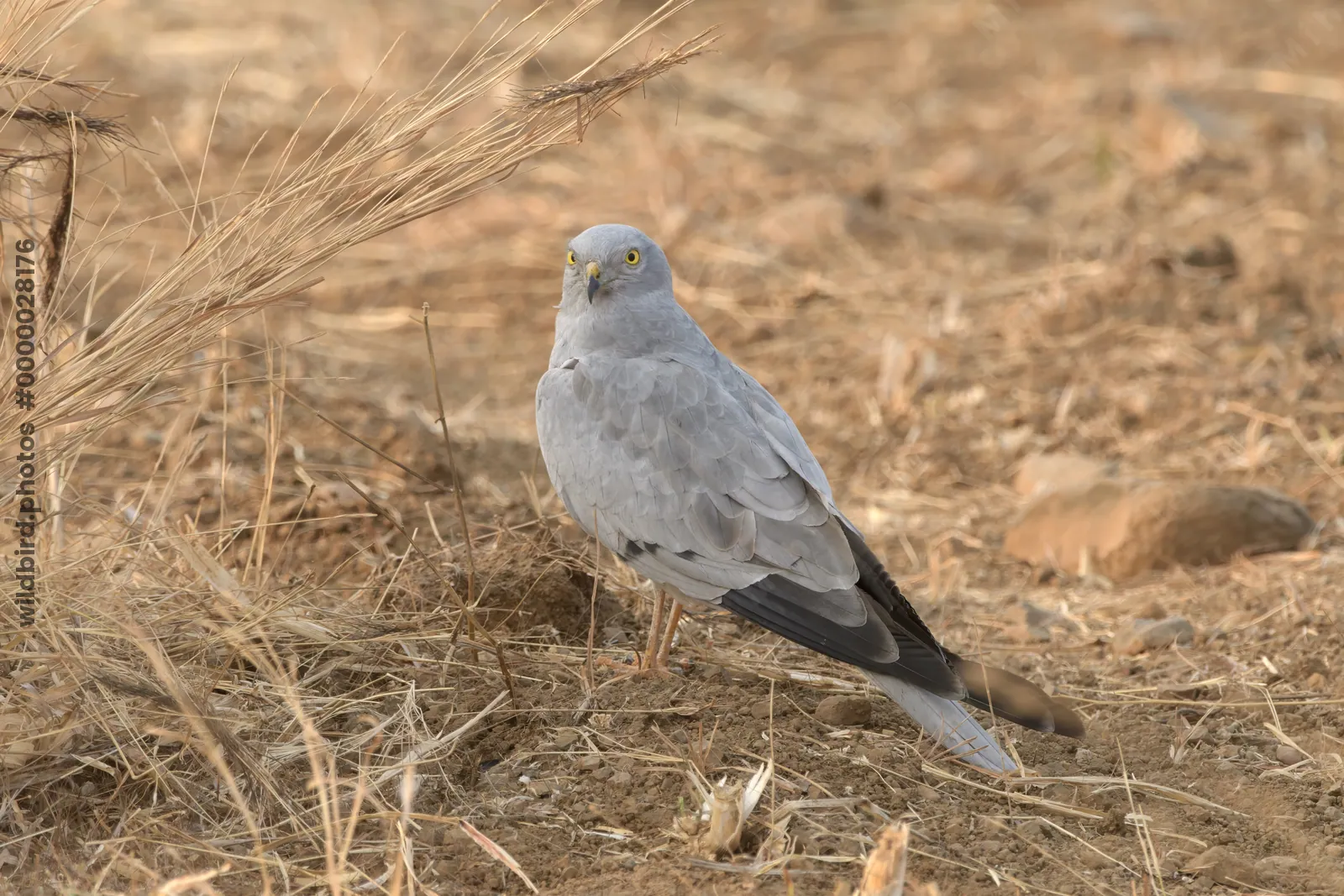 Montagu's harrier standing on dry farmland at Bhigwan in Maharashtra, India