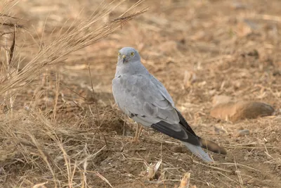Montagu's harrier standing on dry farmland at Bhigwan in Maharashtra, India