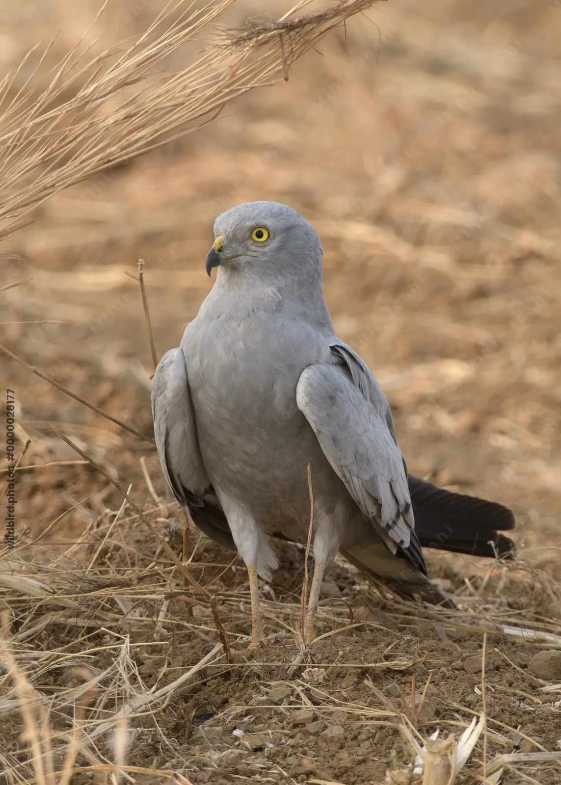 Montagu's harrier standing on dry farmland at Bhigwan in Maharashtra, India