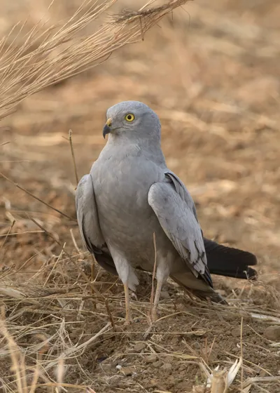 Montagu's harrier standing on dry farmland at Bhigwan in Maharashtra, India