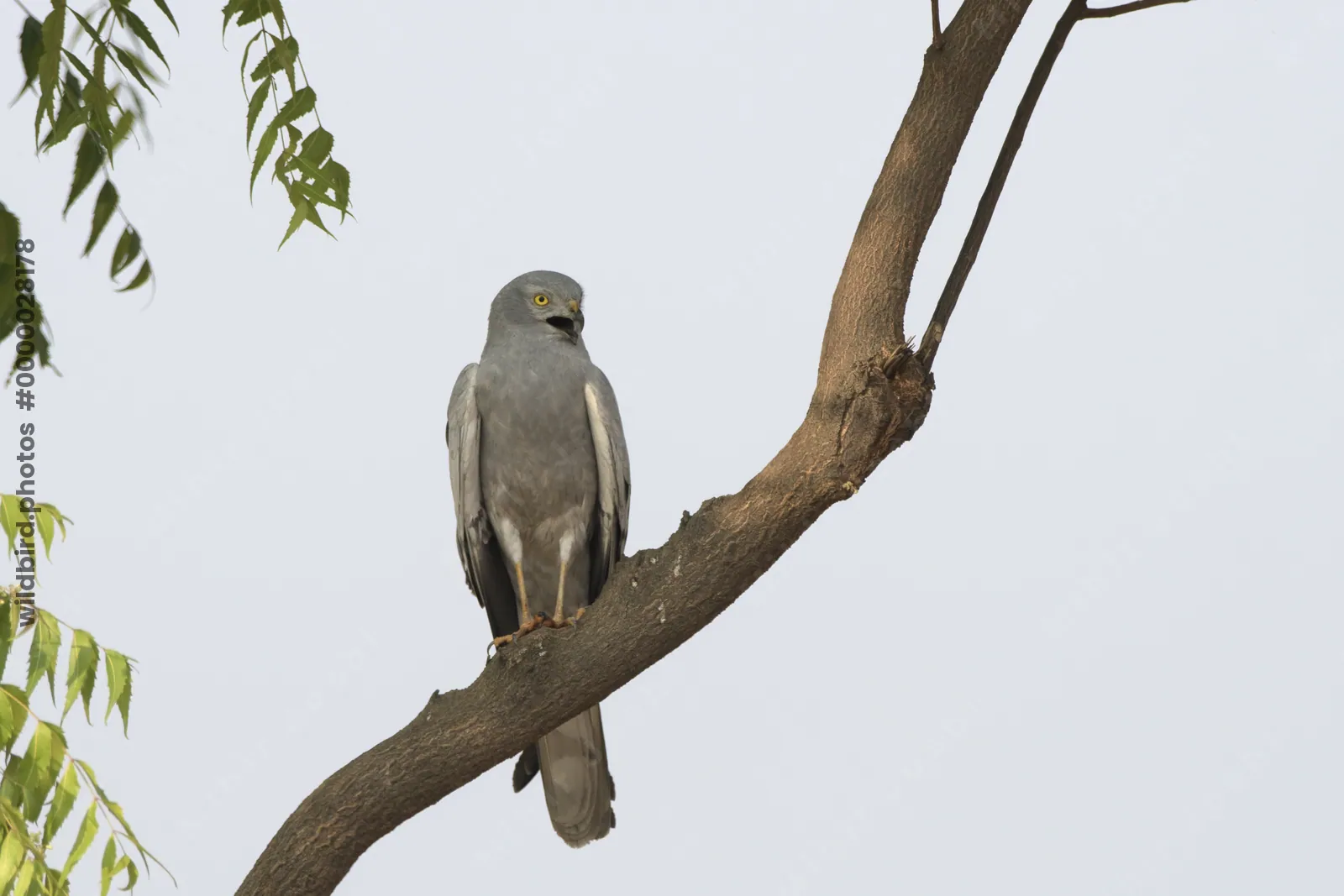 Montagu's harrier perched on a tree branch at Bhigwan in Maharashtra, India