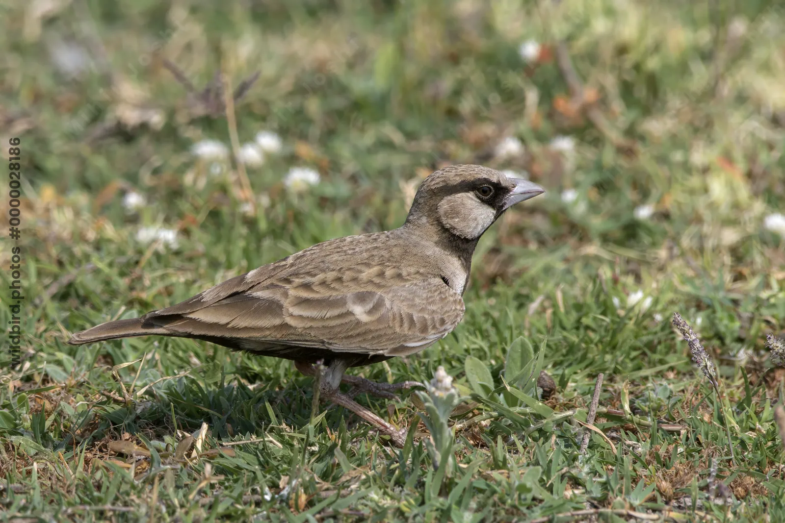 Ashy-crowned sparrow lark on grass at Bhigwan in Maharashtra, India