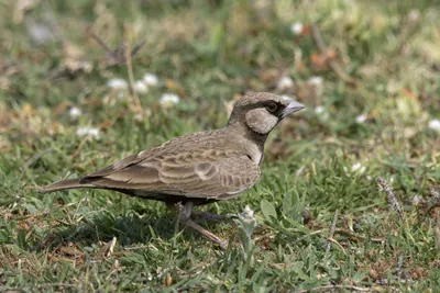 Sparrows