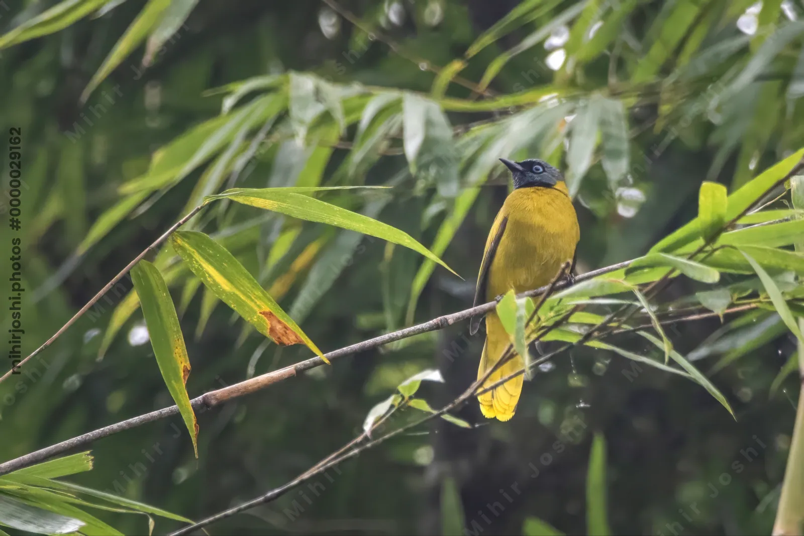 black-headed bulbul (Brachypodius melanocephalos) seen at Dosdewa in Karimganj, Assam, India
