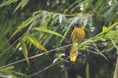 black-headed bulbul (Brachypodius melanocephalos) seen at Dosdewa in Karimganj, Assam, India