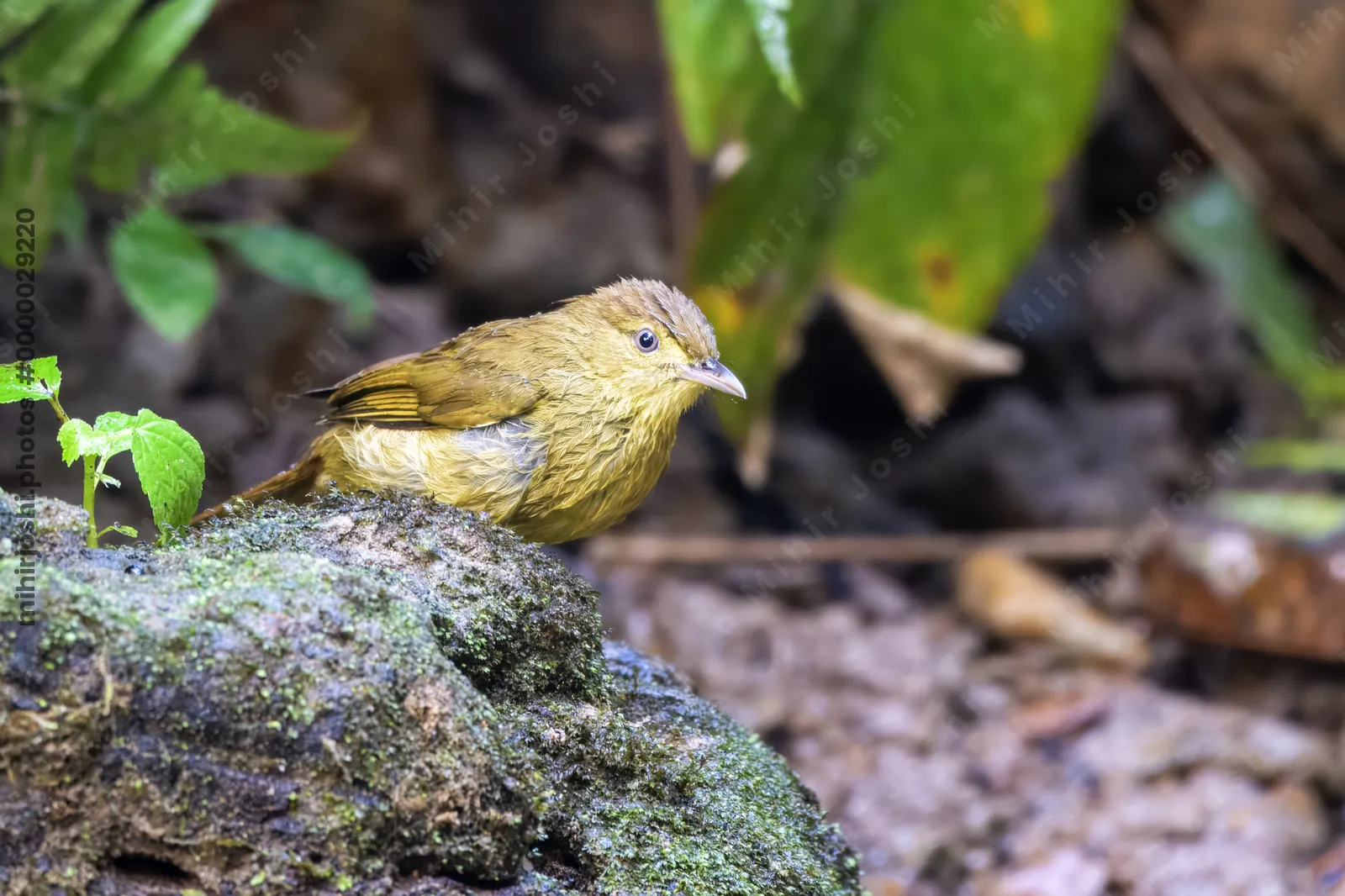 Cachar bulbul or Iole cacharensis seen at Dosdewa in Karimganj, Assam, India