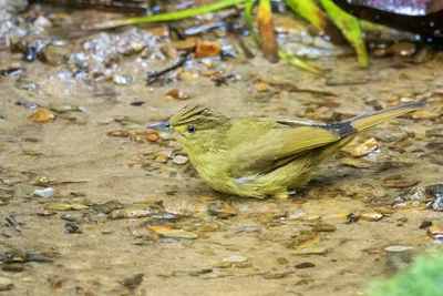 Cachar bulbul or Iole cacharensis seen at Dosdewa in Karimganj, Assam, India