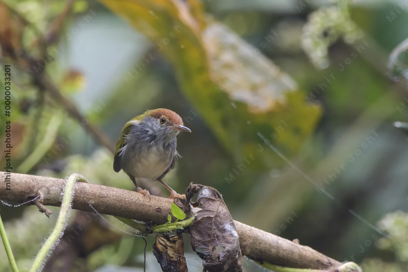 dark-necked tailorbird or Orthotomus atrogularis, at Dosdewa, Karimganj Assam