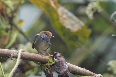 dark-necked tailorbird or Orthotomus atrogularis, at Dosdewa, Karimganj Assam