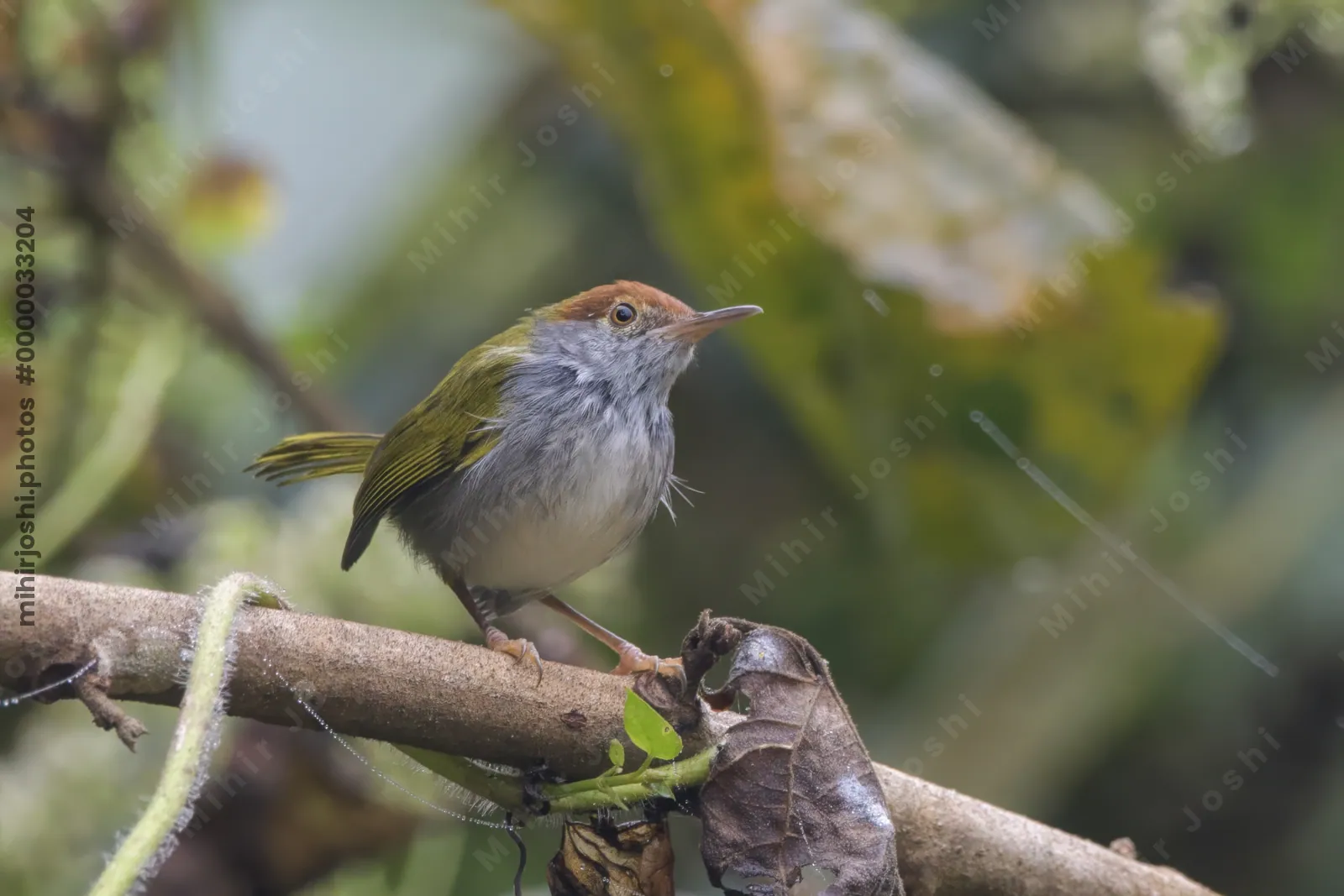 dark-necked tailorbird or Orthotomus atrogularis, at Dosdewa, Karimganj Assam