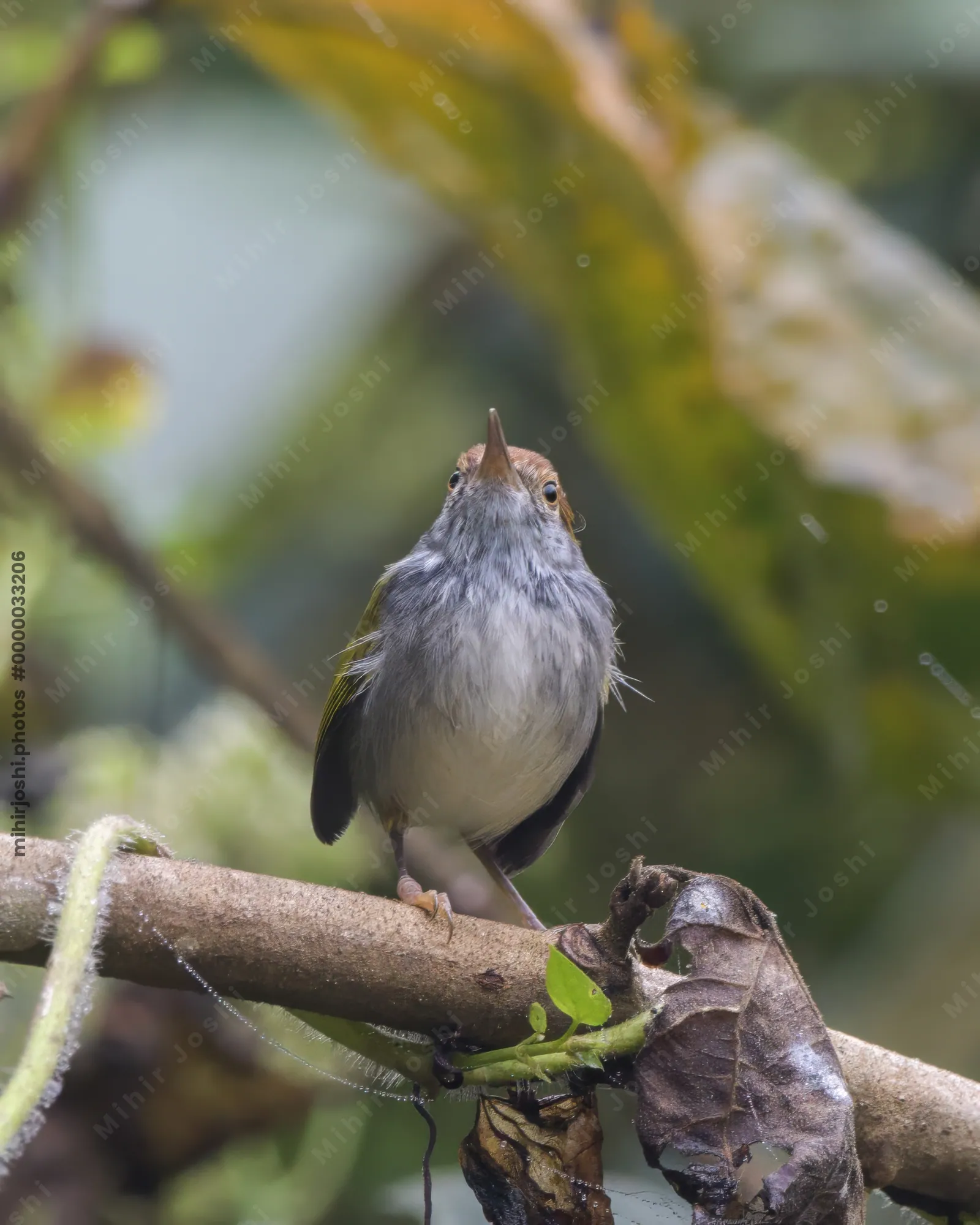 dark-necked tailorbird or Orthotomus atrogularis, at Dosdewa, Karimganj Assam