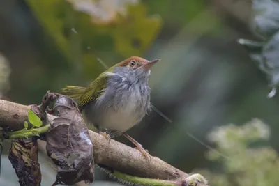 dark-necked tailorbird or Orthotomus atrogularis, at Dosdewa, Karimganj Assam