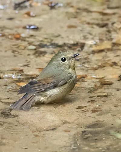 snowy-browed flycatcher or Ficedula hyperythra seen in Karimganj, Assam, Indi