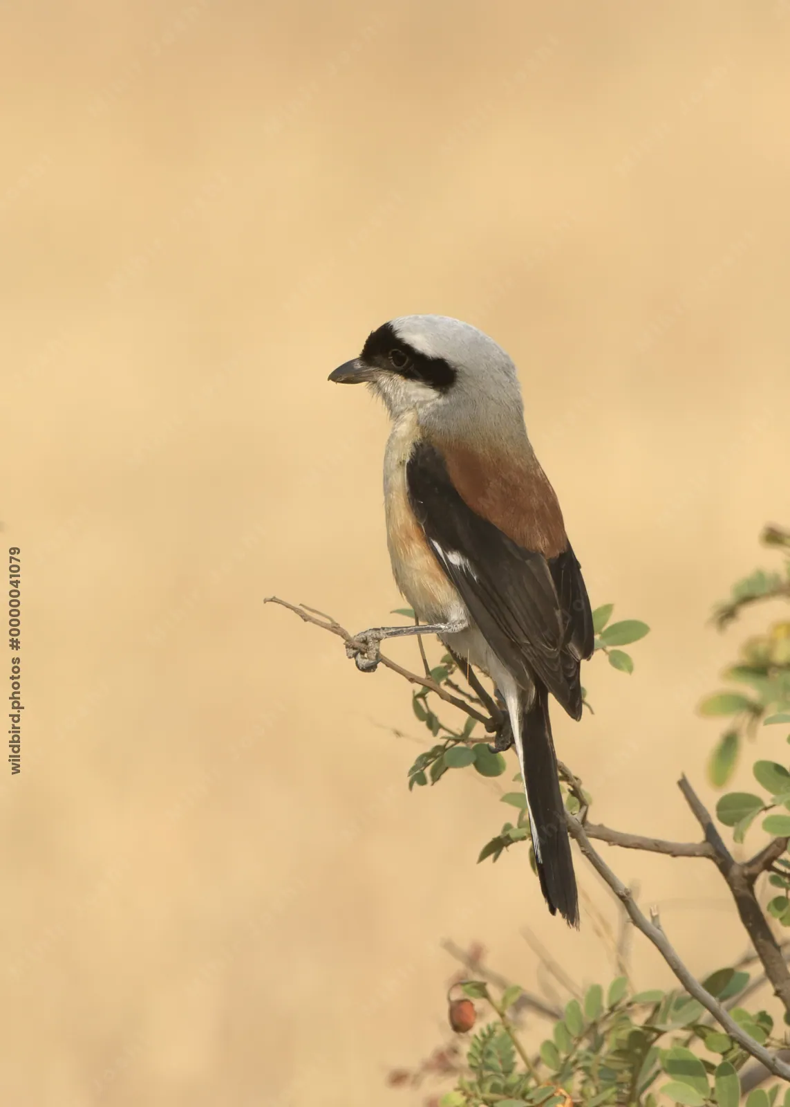 Bay-backed Shrike perched on a bush at Bhigwan, Maharashtra, India