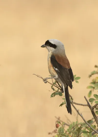 Shrikes