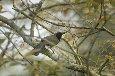 Rufous-necked Laughingthrush perched in forest foliage at Manas, Assam, India.