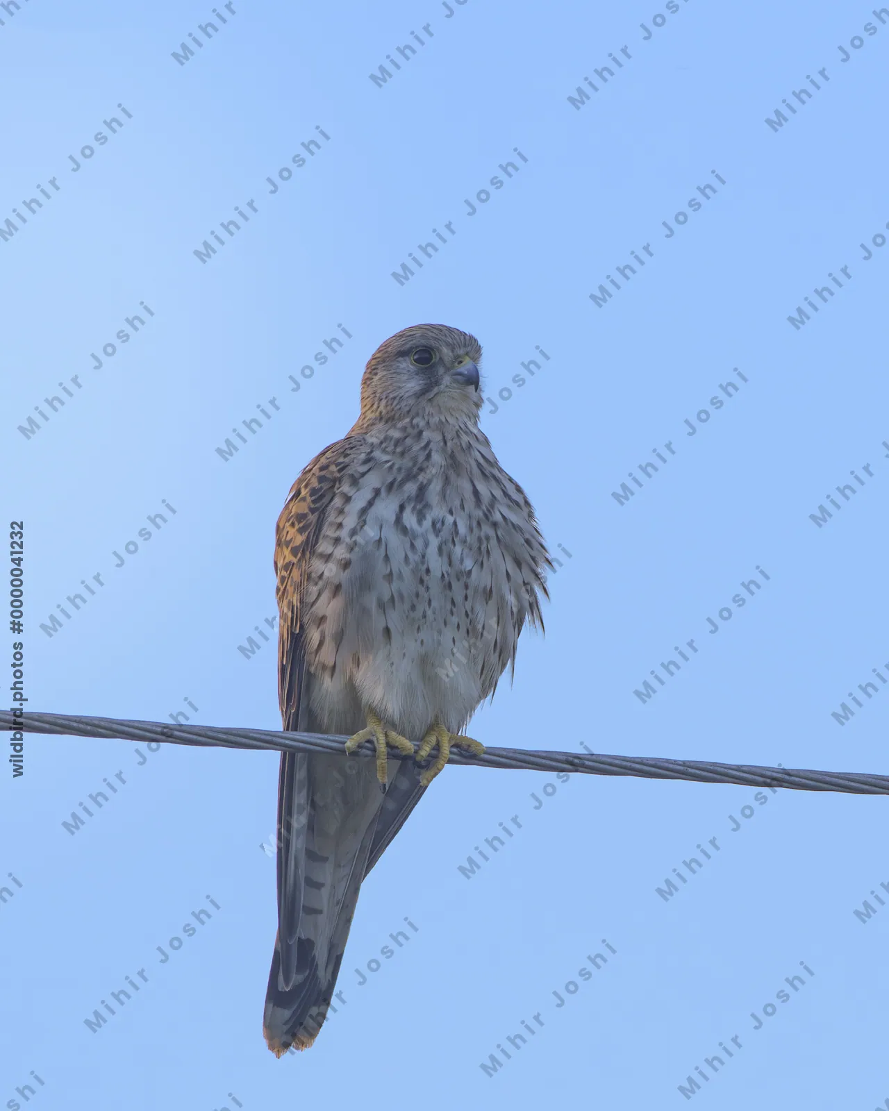 Eurasian Kestrel perched on wire in Velavadar National Park