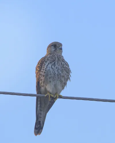 Eurasian Kestrel perched on wire in Velavadar National Park