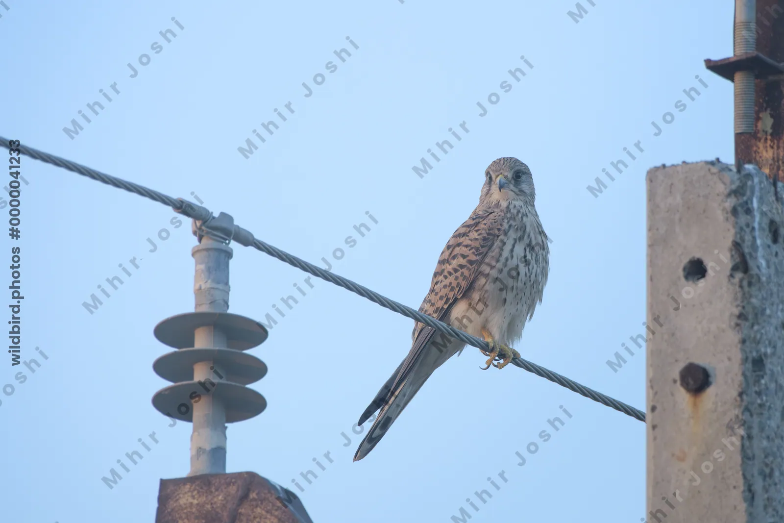 Eurasian Kestrel perched on wire in Velavadar National Park