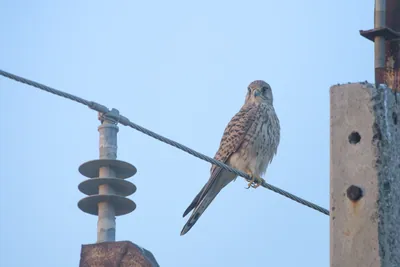 Eurasian Kestrel perched on wire in Velavadar National Park
