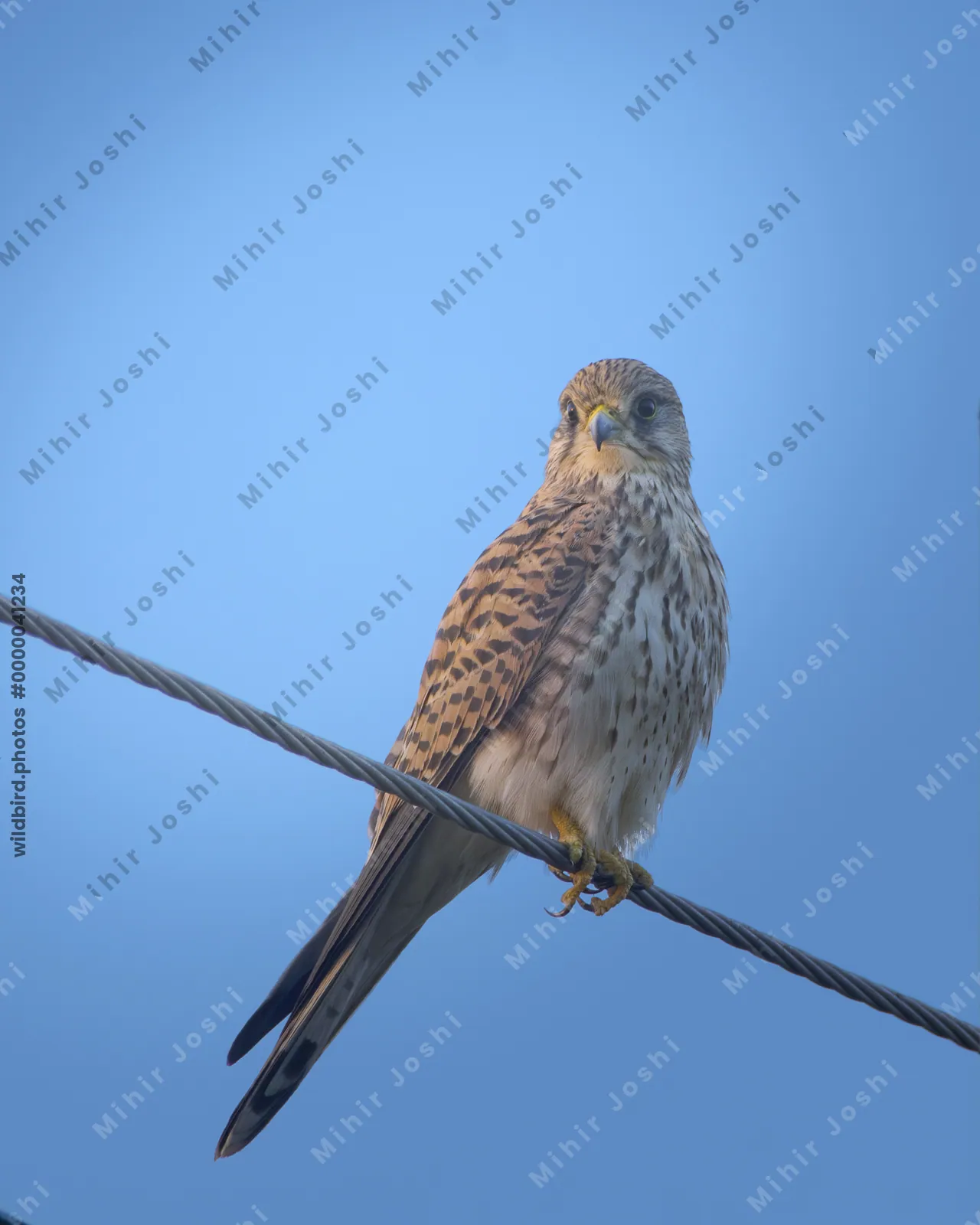 Eurasian Kestrel perched on wire in Velavadar National Park