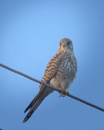 Eurasian Kestrel perched on wire in Velavadar National Park