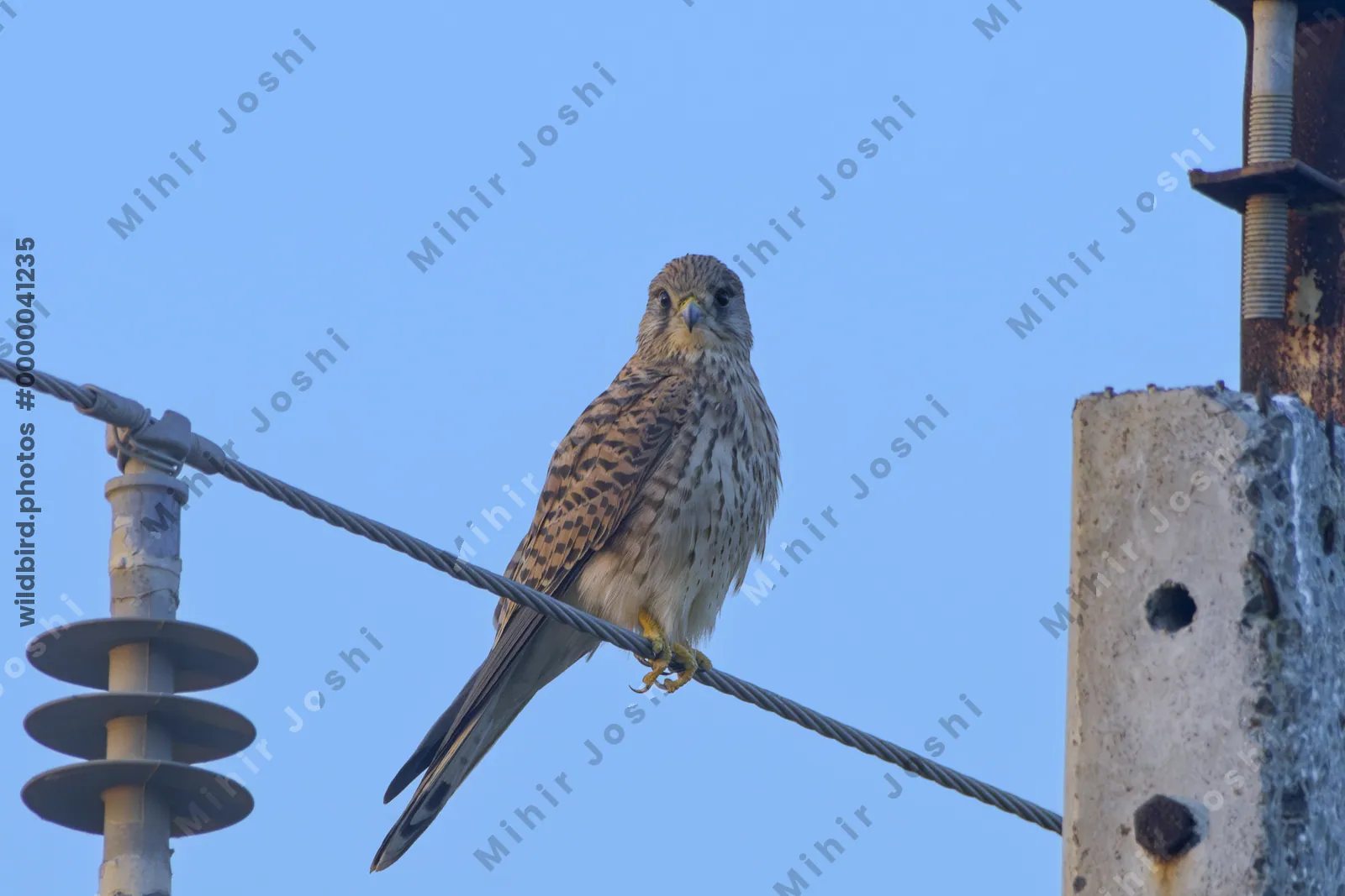 Eurasian Kestrel perched on wire in Velavadar National Park