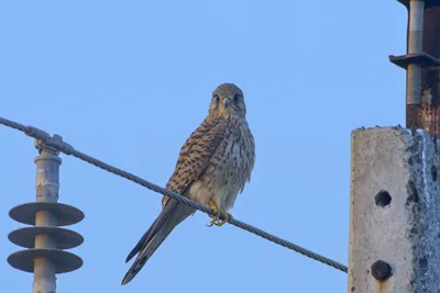 Eurasian Kestrel perched on wire in Velavadar National Park