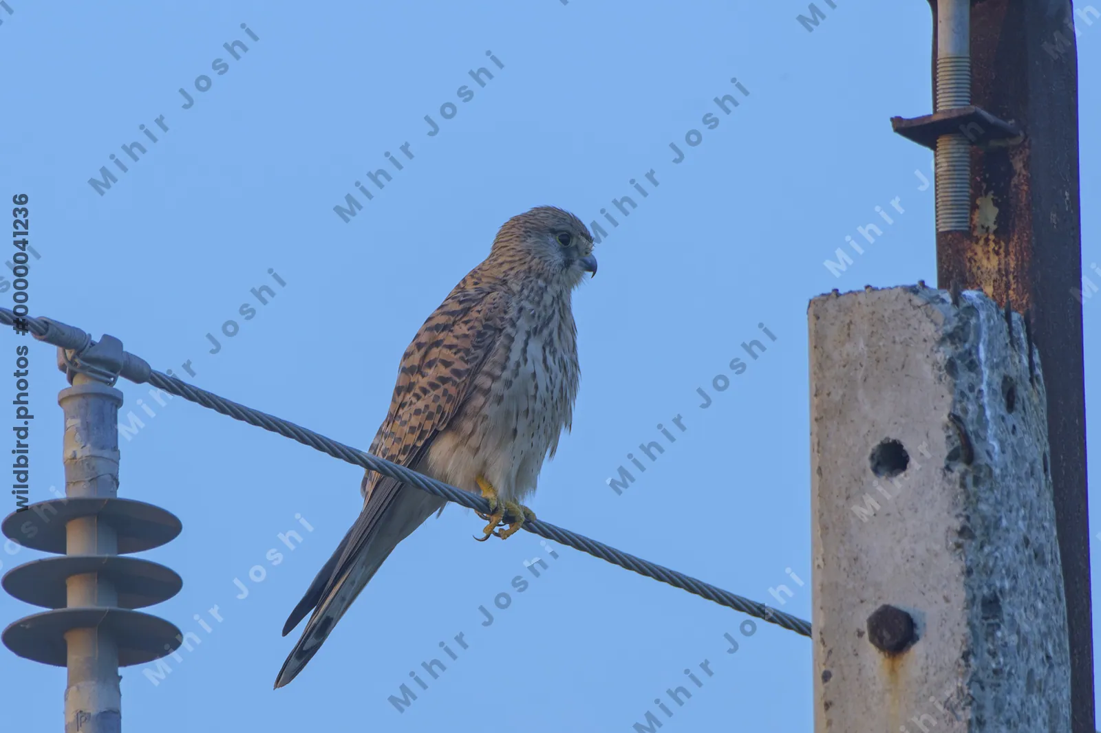 Eurasian Kestrel perched on wire in Velavadar National Park