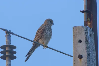 Eurasian Kestrel perched on wire in Velavadar National Park