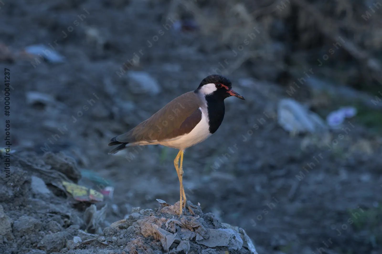 Red-wattled lapwing standing on ground near Velavadar National Park India