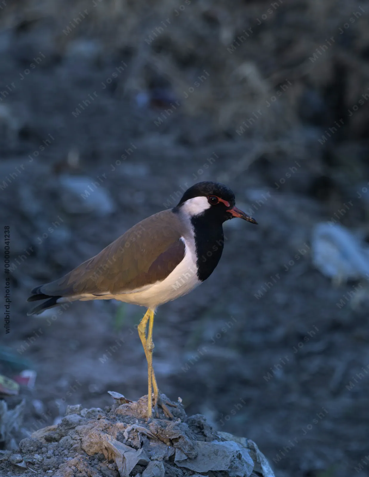 Red-wattled lapwing standing on a mound near Velavadar in Gujarat