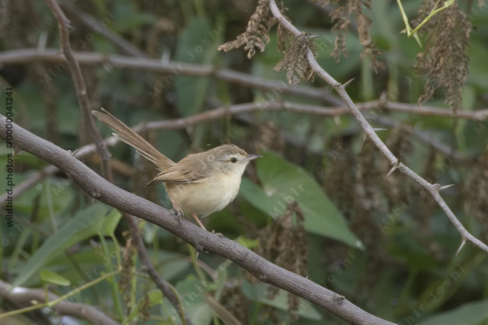Rufous-fronted prinia perched on a thorny branch in Velavadar Gujarat