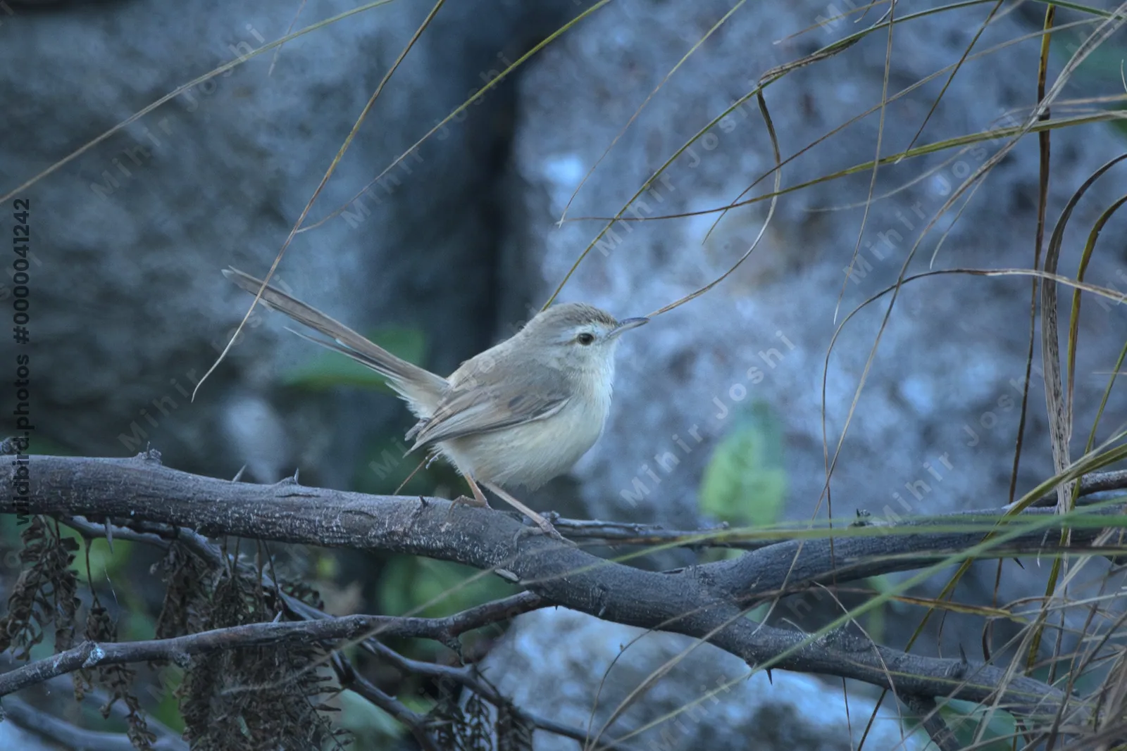 Rufous-fronted prinia perched on a branch near Velavadar Gujarat
